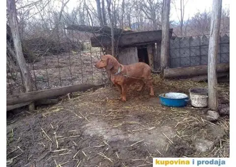 Oštrodlaki Istarski Gonič i Brak Jazavičar - 2/4