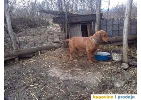 Oštrodlaki Istarski Gonič i Brak Jazavičar - 3/4