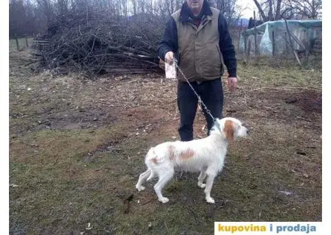 Oštrodlaki Istarski Gonič i Brak Jazavičar - 4/4