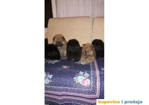 Chow Chow štenci - 1/4