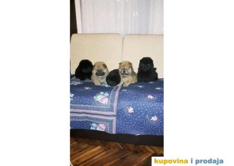 Chow Chow štenci - 2/4