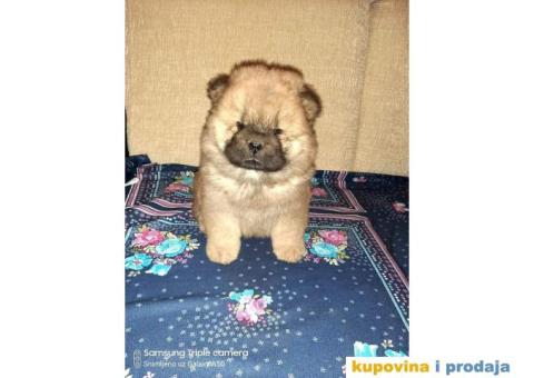 Chow Chow štenci - 3/4