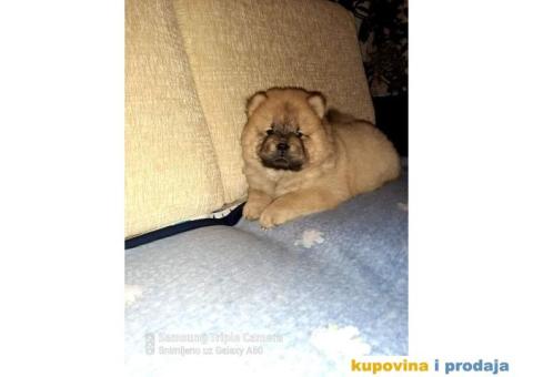 Chow Chow štenci - 4/4
