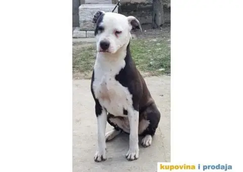 Americki staford zenka