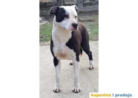 Americki staford zenka - 2/2