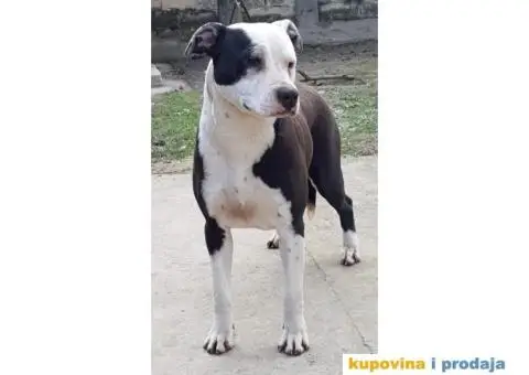 Americki staford zenka - 2/2