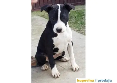 Americki staford stenci