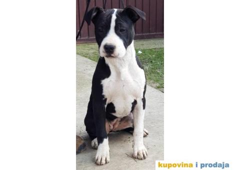 Americki staford stenci - 2/2