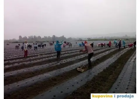 Sadnice najboljih sorti jagoda - 2/7