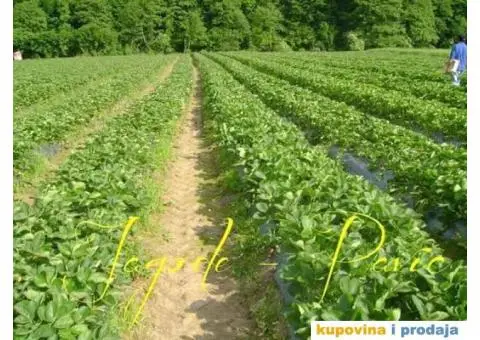 Sadnice najboljih sorti jagoda - 4/7