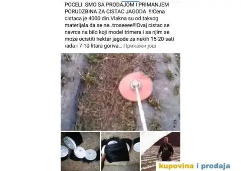 Sadnice najboljih sorti jagoda - 5/7