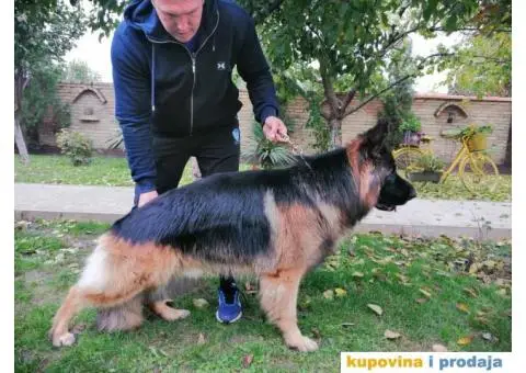 Nemački ovčar ARES-mužijak za parenje - 1/4