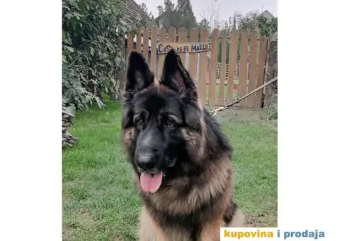 Nemački ovčar ARES-mužijak za parenje - 2/4