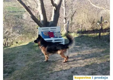 Nemački ovčar ARES-mužijak za parenje - 3/4