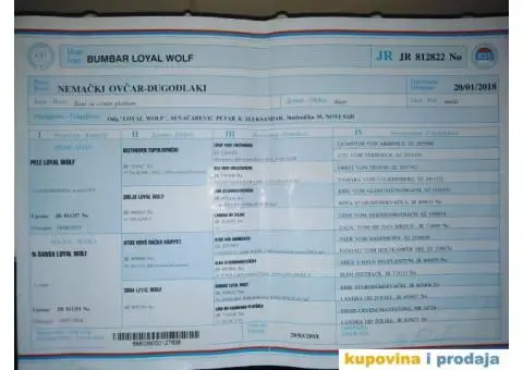 Nemački ovčar ARES-mužijak za parenje - 4/4