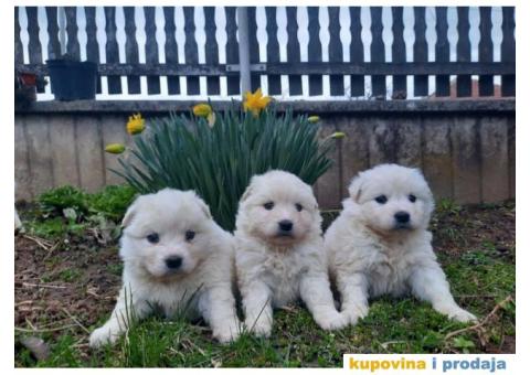 Na prodaju štenci samojeda - 1/4