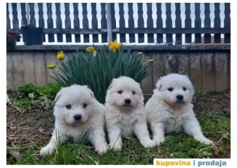 Na prodaju štenci samojeda - 1/4