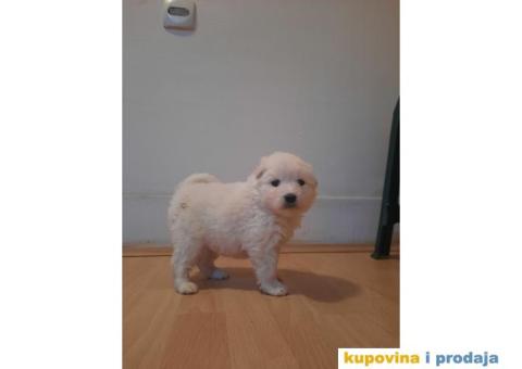 Na prodaju štenci samojeda - 2/4