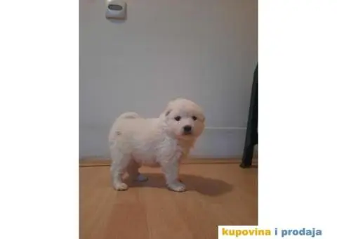 Na prodaju štenci samojeda - 2/4