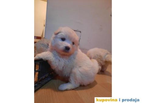 Na prodaju štenci samojeda - 3/4