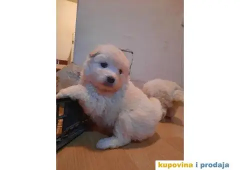 Na prodaju štenci samojeda - 3/4