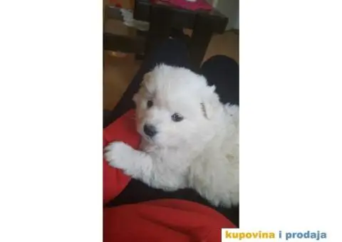 Na prodaju štenci samojeda - 4/4