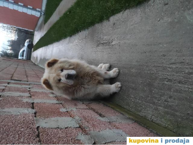 Chow chow mužjak za parenje Chow chow mužjak za parenje
