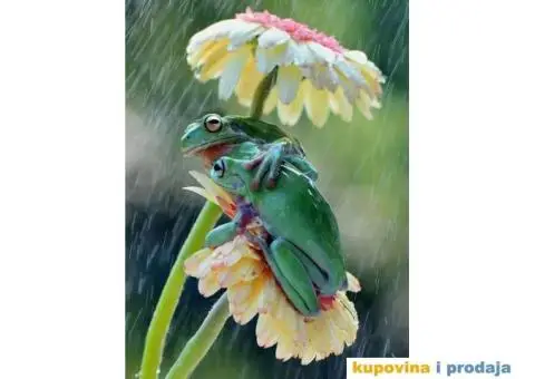 Profesionalno vodjenje društvenih mreža: Instagram, Facebook,REKLAME FIRMI - 1/4