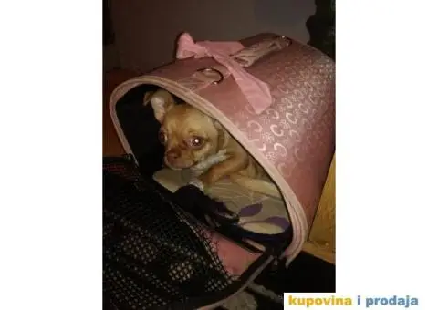 Na prodaju hitno zenka civave