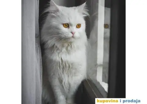 Persijski mačak za parenje - 1/5