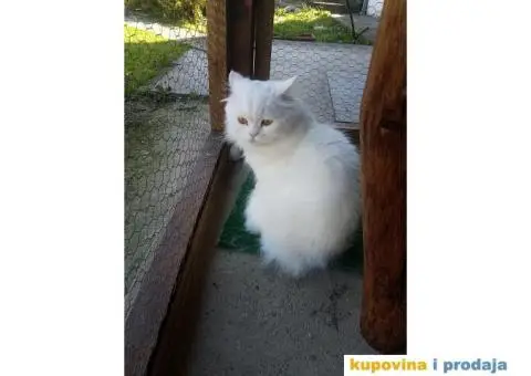 Persijski mačak za parenje - 2/5