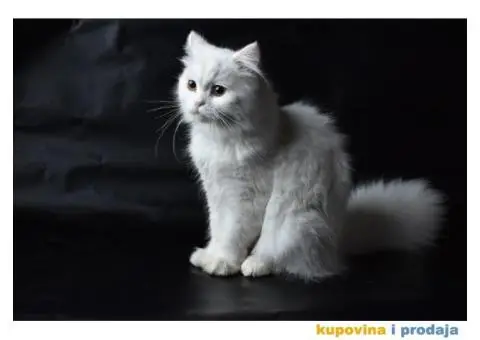 Persijski mačak za parenje - 3/5