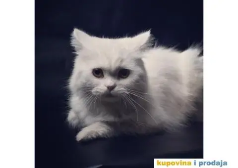 Persijski mačak za parenje - 4/5