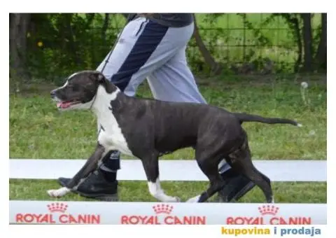 Supreme Girl King of Ring's - 1/5