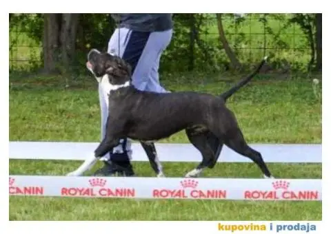 Supreme Girl King of Ring's - 2/5