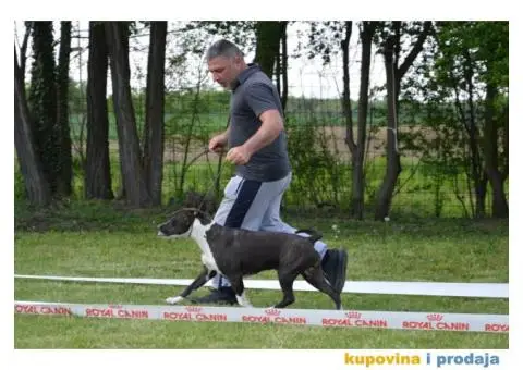 Supreme Girl King of Ring's - 3/5