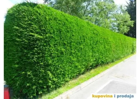 Usluge Baštovana (Uređenje i održavanje zelenih površina) - 6/7