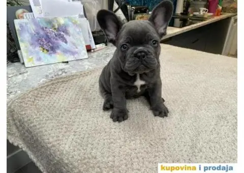 Štenci francuskog buldoga klasične kvalitete na prodaju - 2/2