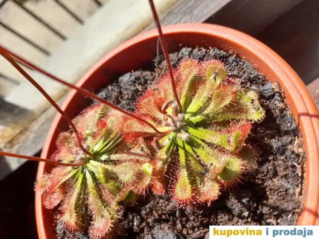 Drosera spatilata, seme - 1