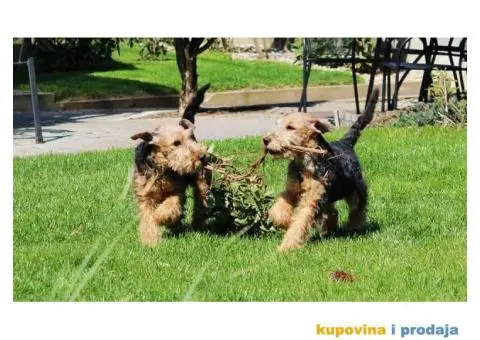 WELSH TERRIER /VELŠKI TERIJER - 1/7