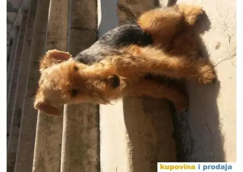 WELSH TERRIER /VELŠKI TERIJER - 2/7