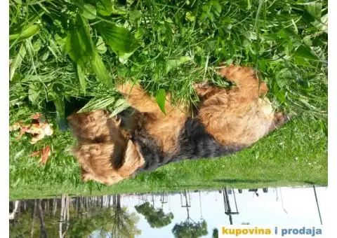 WELSH TERRIER /VELŠKI TERIJER - 3/7