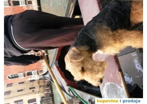 WELSH TERRIER /VELŠKI TERIJER - 4/7