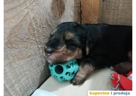 WELSH TERRIER /VELŠKI TERIJER - 5/7