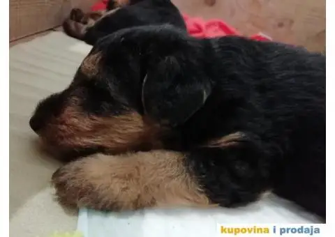 WELSH TERRIER /VELŠKI TERIJER - 6/7