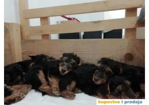 WELSH TERRIER /VELŠKI TERIJER - 7/7