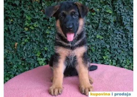 Nemacki ovcari vrhunsko leglo Beograd - 1/5