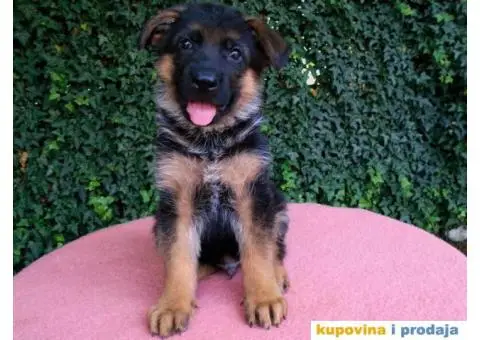 Nemacki ovcari vrhunsko leglo Beograd - 2/5