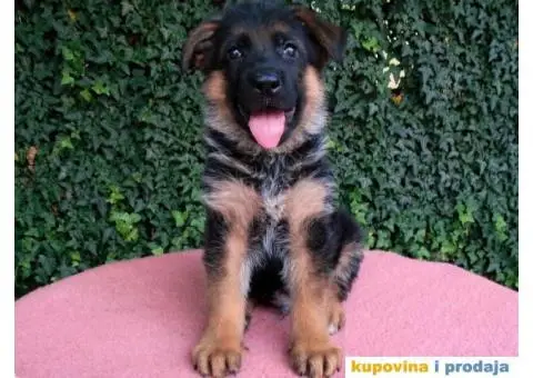 Nemacki ovcari vrhunsko leglo Beograd - 3/5