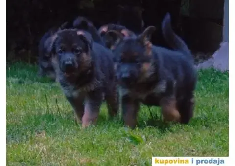 Nemacki ovcari vrhunsko leglo Beograd - 4/5